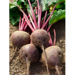 Beetroot, ±1kg